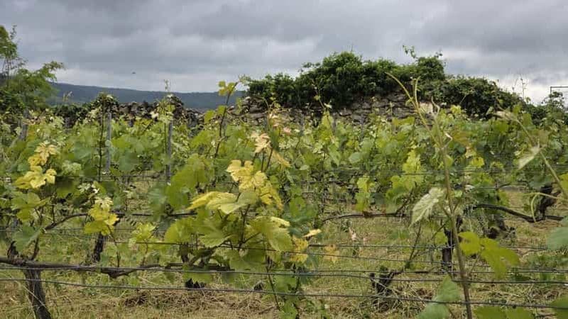 L'expérience du vignoble de Champagne : Plongez dans le terroir
