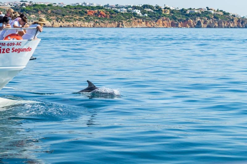 Observation des dauphins en Algarve