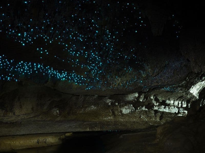 Grottes de Waitomo