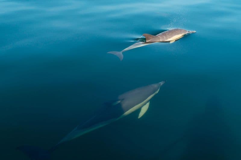 Observation des dauphins à Malaga