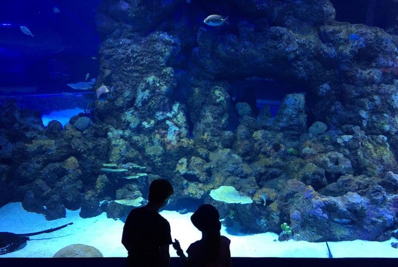 Cairns Aquarium