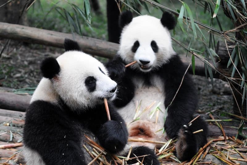 Zoo de Shanghai