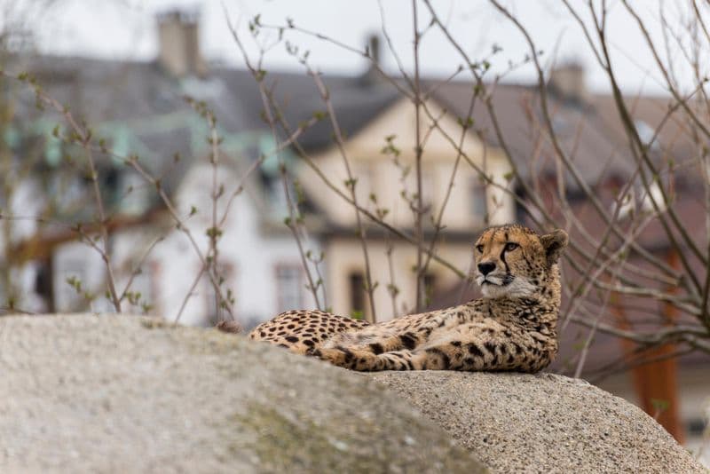 Zoo de Bâle