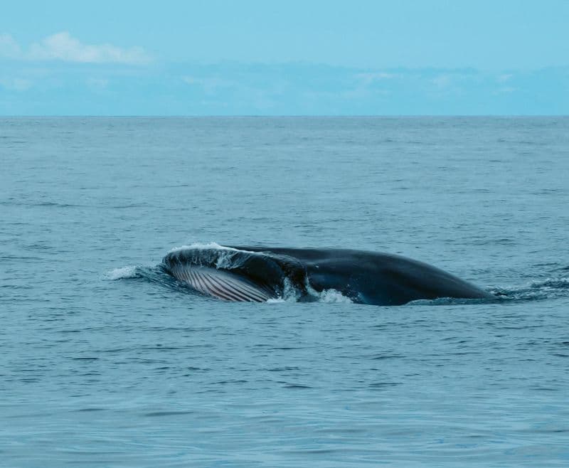 Observation des baleines à Tenerife