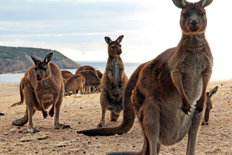 Kangaroo Island