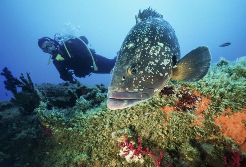 Plongée sous-marine à Calvi
