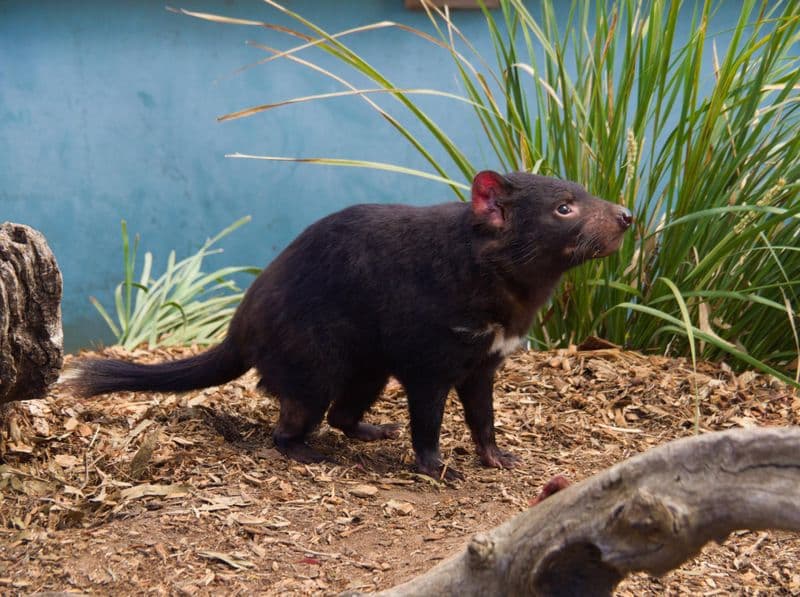 Bonorong Wildlife Sanctuary