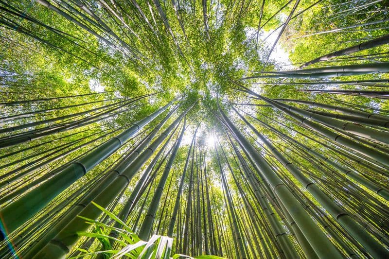 La Bambouseraie en Cévennes
