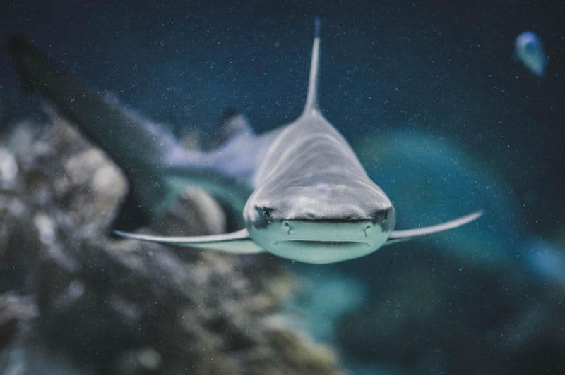 Aquarium des Lagons Nouméa
