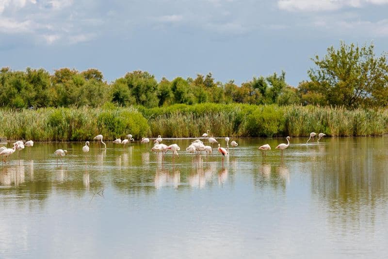 Safari en 4×4 en Camargue