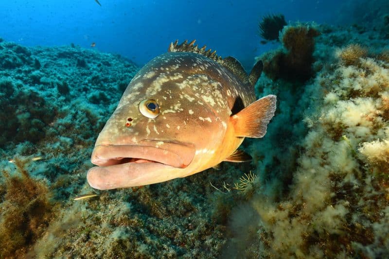 Plongée sous-marine à Port-Cros
