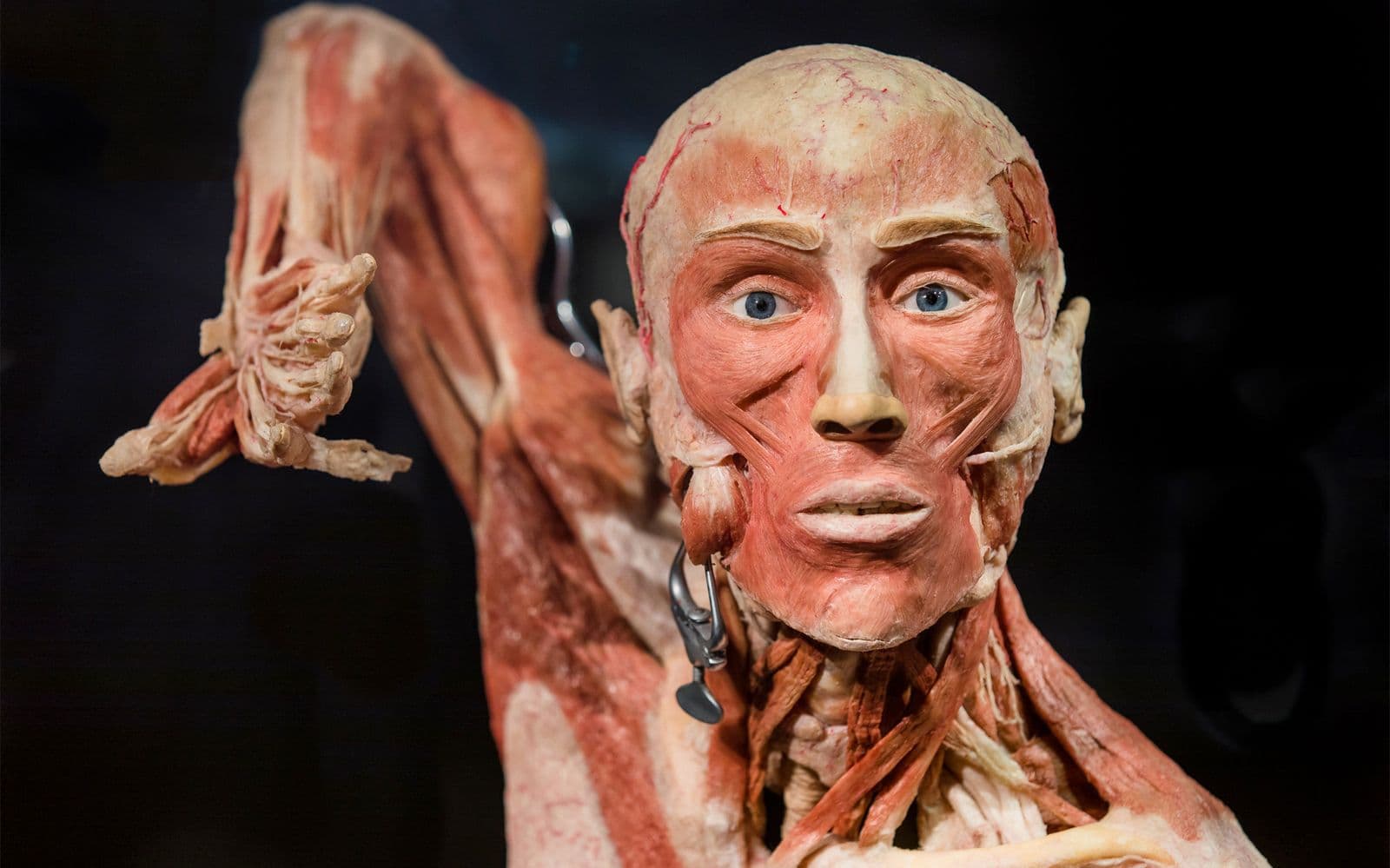 Body Worlds Amsterdam : The Happiness Project Billets coupe-file