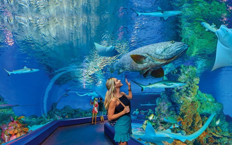 Billet Billets pour le Cairns Aquarium