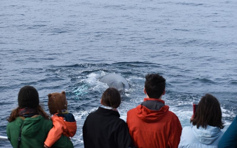 Croisière pour les dauphins et les baleines de l'île Phillip