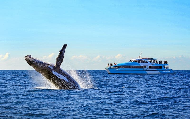 Billet Croisière d'observation des baleines dans le port de Sydney par le capitaine Cook
