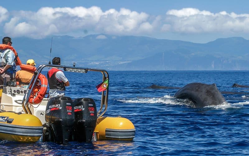 Tour d'observation des baleines dans les îles des Açores et tour d'îlot en bateau
