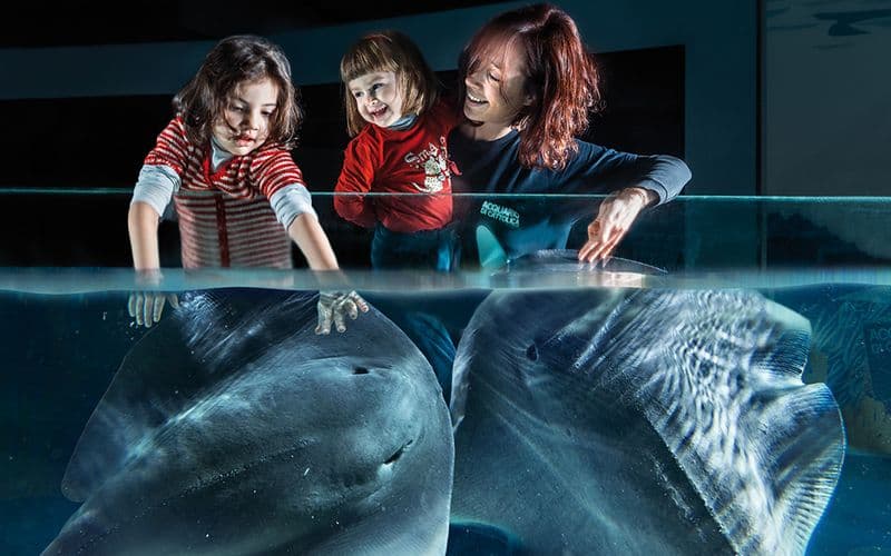 Billets d'entrée pour l'Acquarium de Cattolica