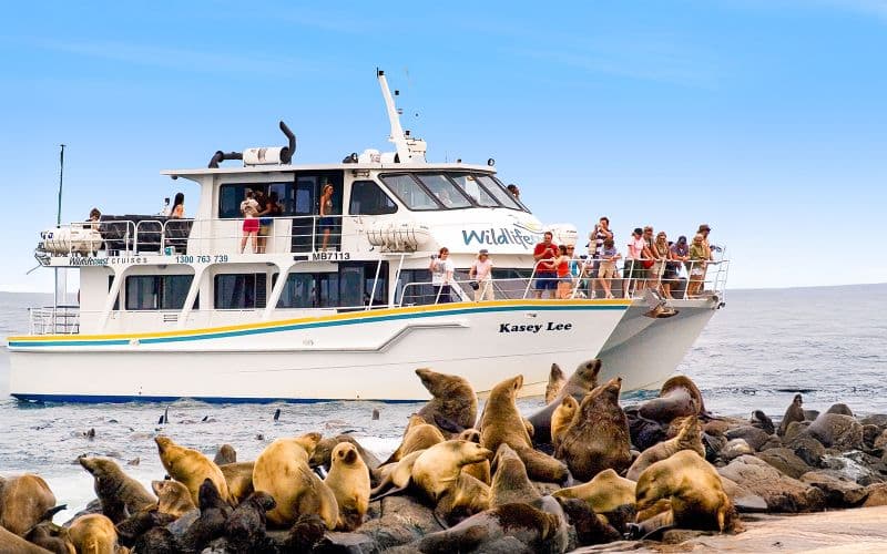 Croisière d'après-midi pour l'observation des phoques à Phillip Island