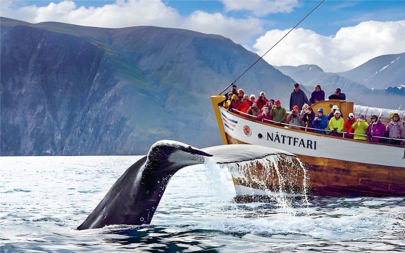 À partir de Husavik : Visites d'observation des baleines