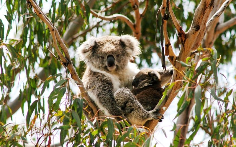 Billets d'entrée à la réserve de conservation des koalas et entrée optionnelle aux parcs naturels de Phillip Island