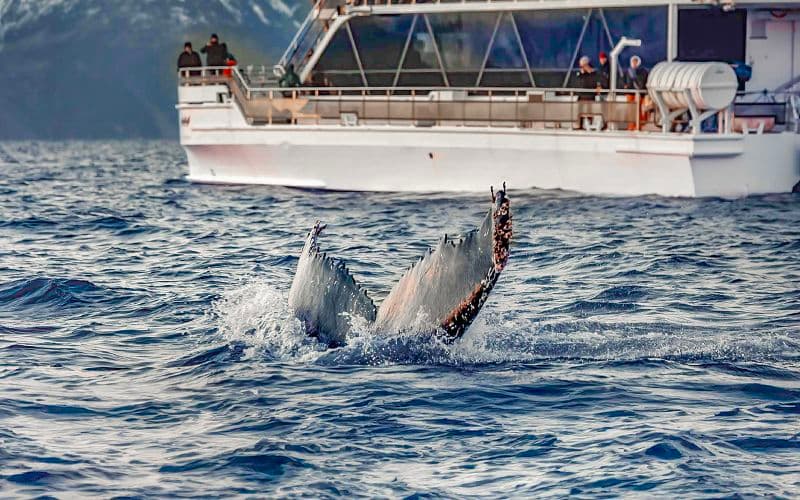 Depuis Tromsø : Observation des baleines à bord d'un catamaran hybride-électrique