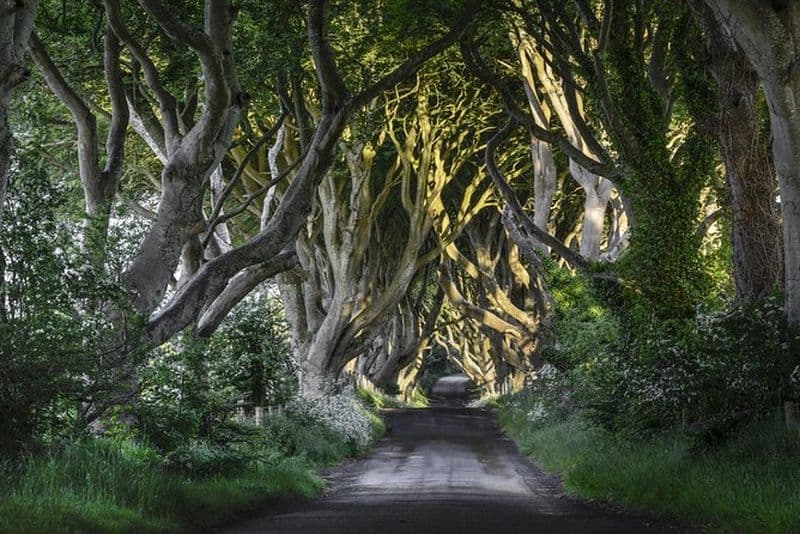 Billet Excursion sur le thème de Game of Thrones et la Chaussée des Géants au départ de Belfast