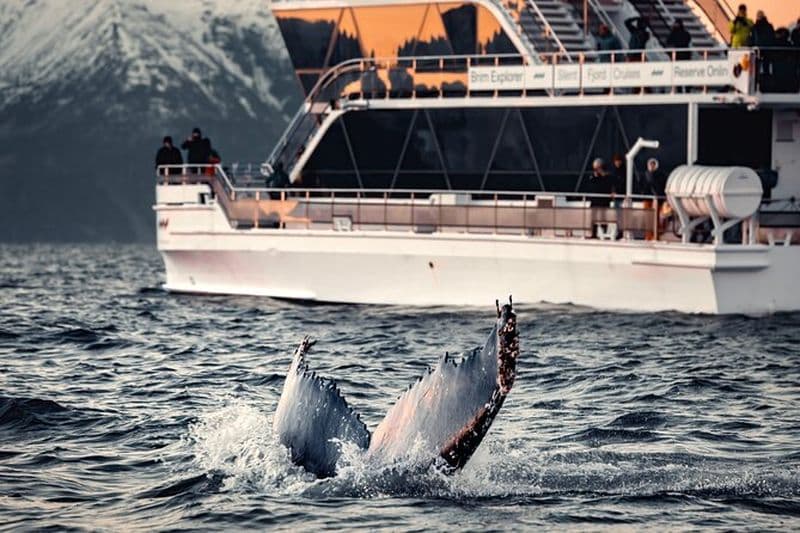 Croisière d'observation des baleines à Tromsø