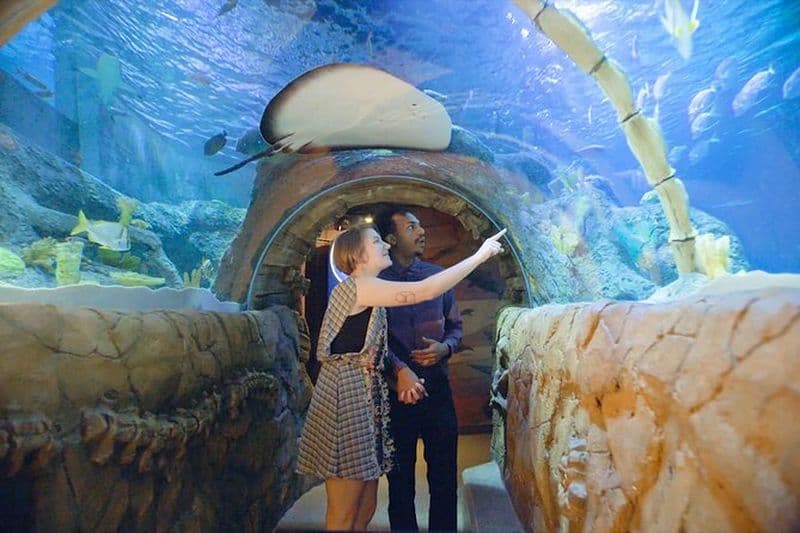 Billets pour le SEA LIFE Aquarium du Michigan