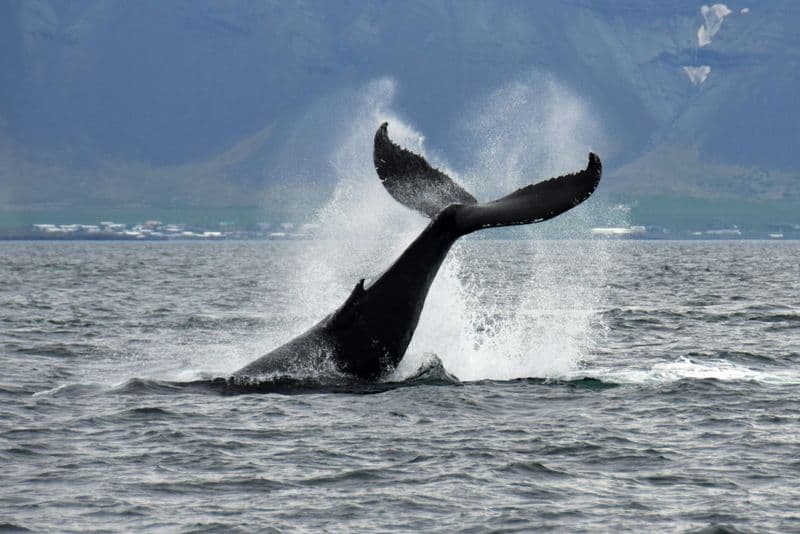 Croisière d’observation des baleines à Reykjavik