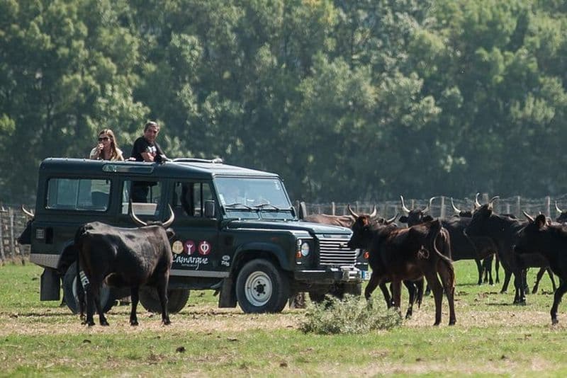 Balade en jeep dans la nature de Camargue