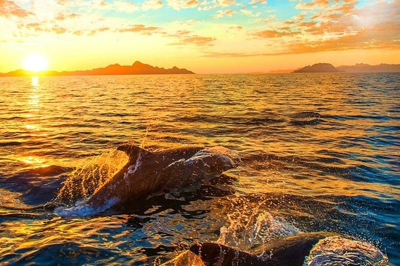 Croisière d'observation des dauphins à Pula