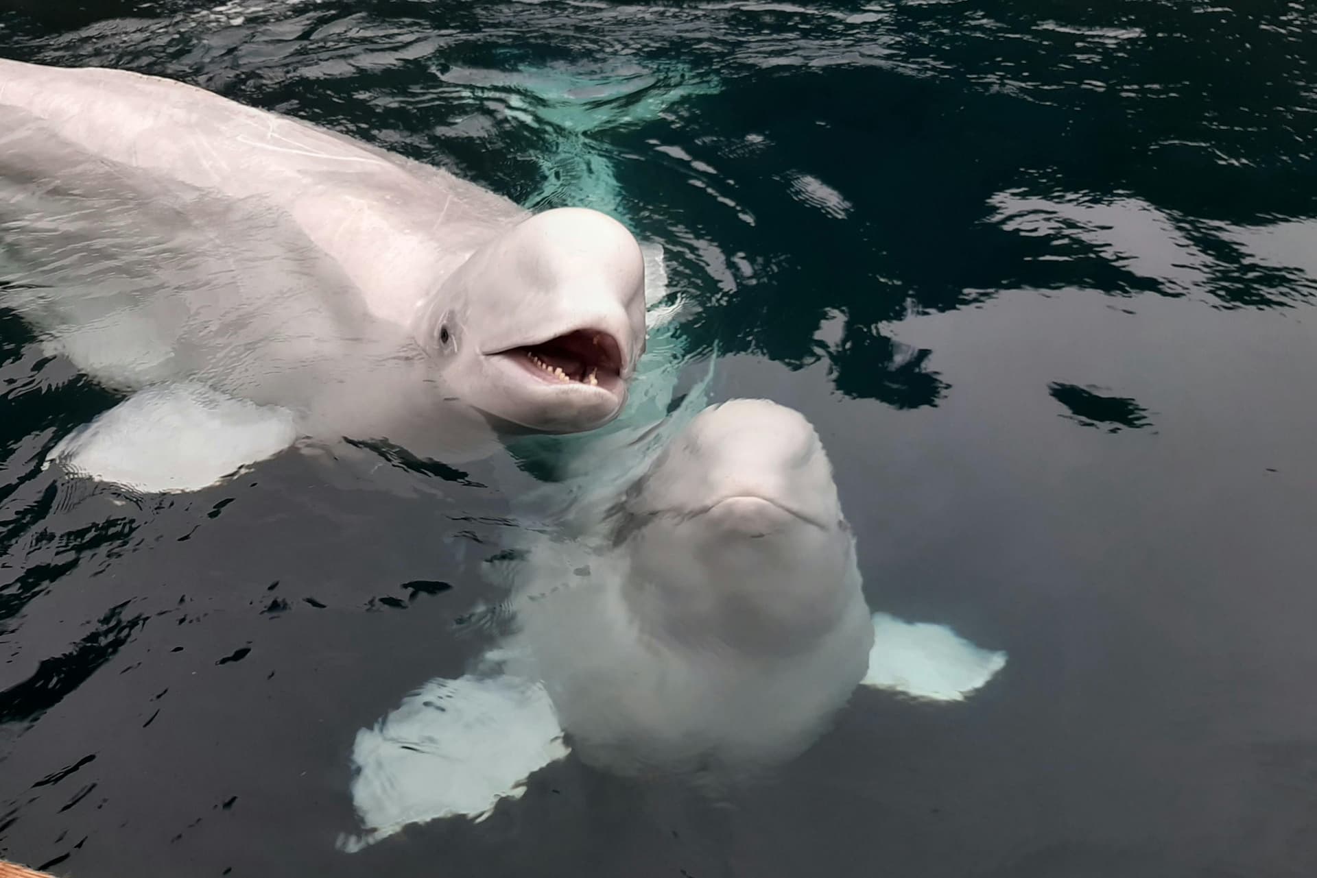 Billets pour le Sanctuaire des baleines beluga Sea Life Trust à Vestmannaeyjabær
