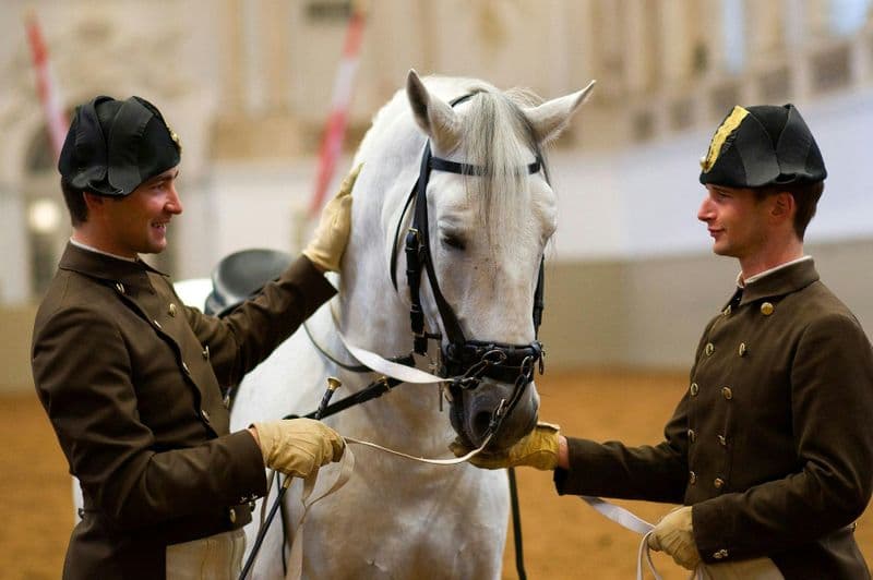 Entraînement de l'École Espagnole d'Équitation à Vienne