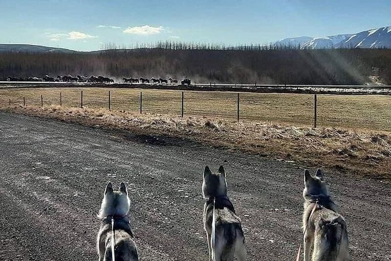 Randonnée avec des chiens husky à Akureyri