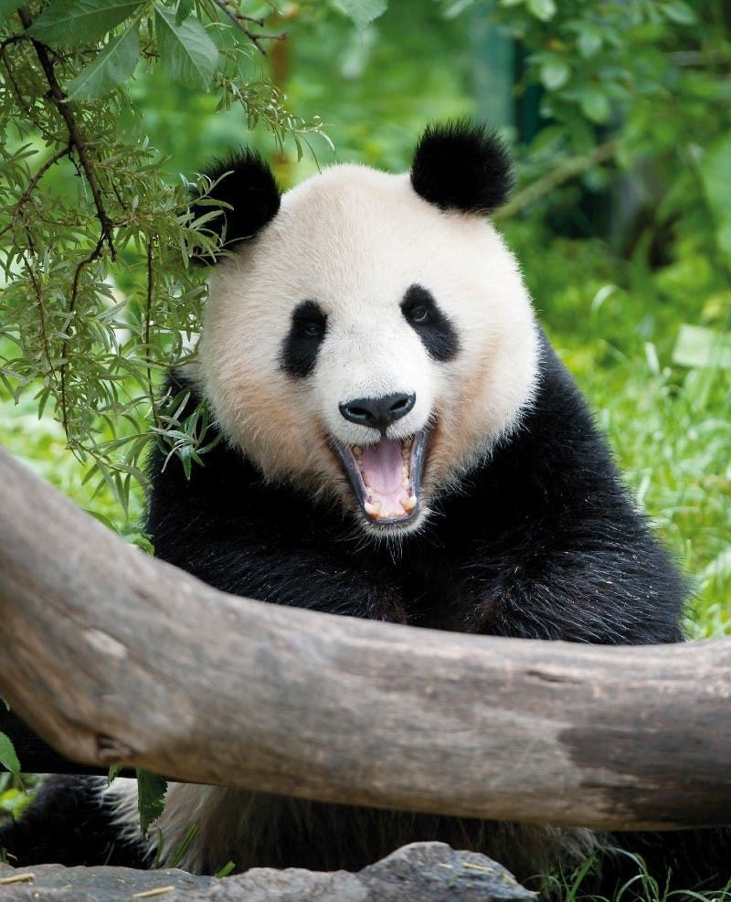 Billets pour le zoo de Schönbrunn Vienne