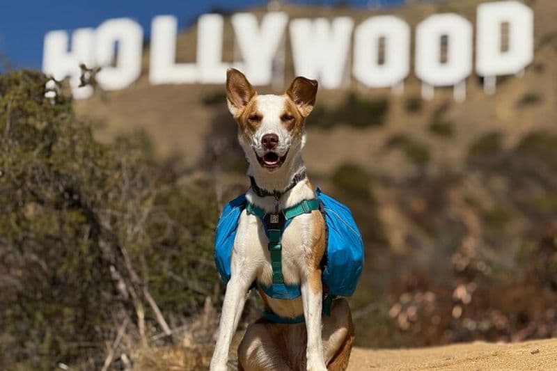 Montée au panneau Hollywood