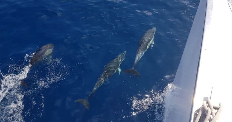 Excursion d'observation des dauphins à Lanzarote au coucher du soleil