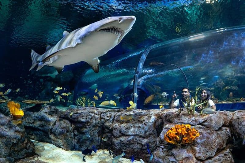 Billets pour l'aquarium Odysseo à Port Louis, Île Maurice