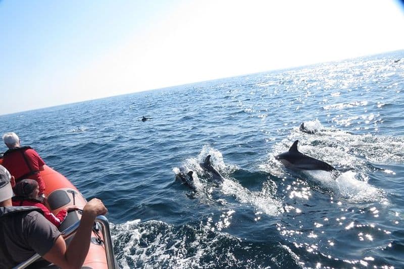 Croisière d'observation des dauphins à Nazaré