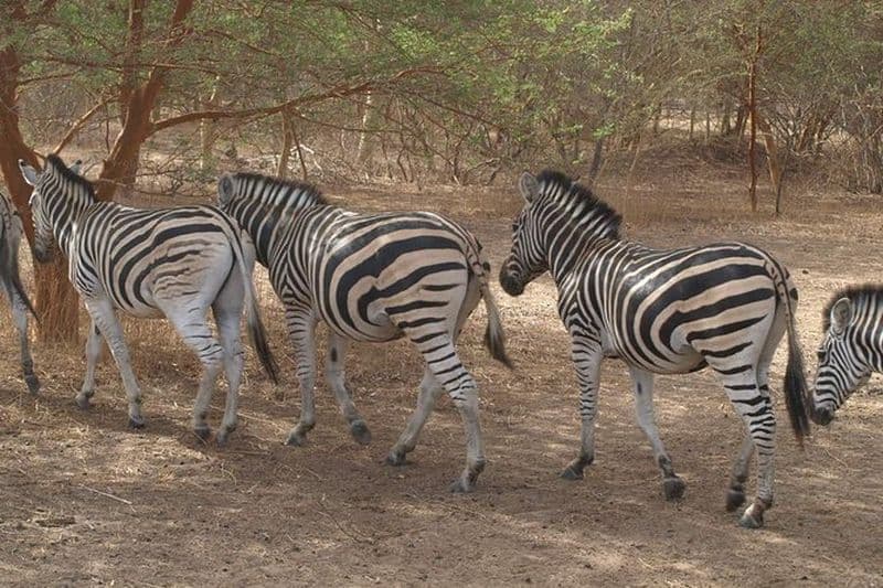 Excursion à la Réserve de Bandia et à la lagune de Somone depuis Dakar
