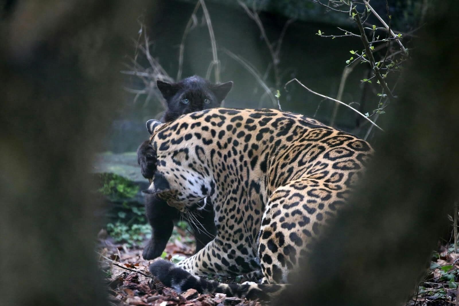Billet d'entrée au zoo royal d'Amsterdam ARTIS