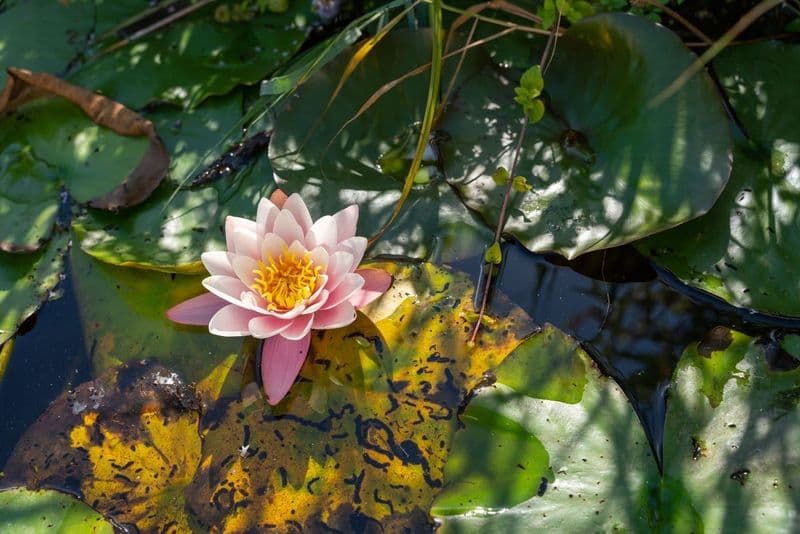 2-hours canoe tour through Waterland with a local guide