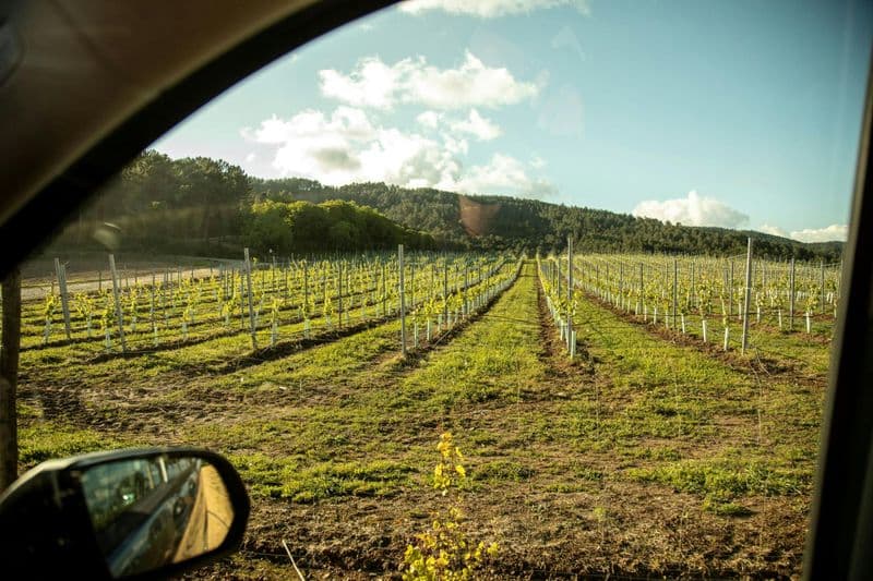 Visite des vignobles et des vins d'Albarino avec dégustation
