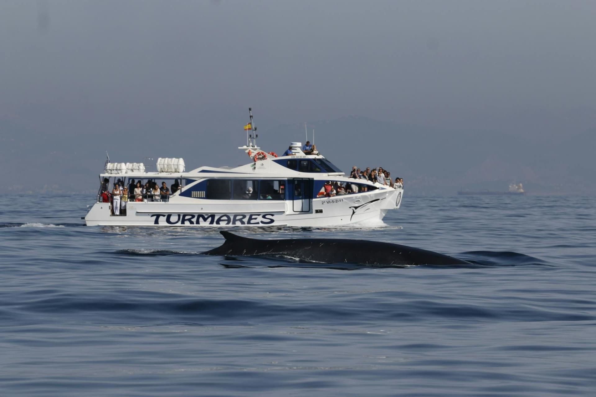 Excursion d'observation des baleines et des dauphins à Tarifa