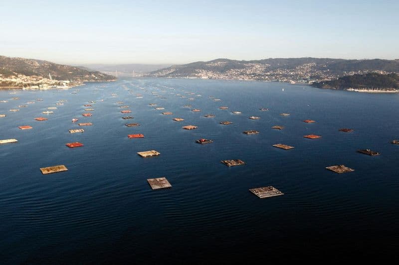 Visite de l'estuaire de Vigo avec dégustation de moules et de vin de Cangas