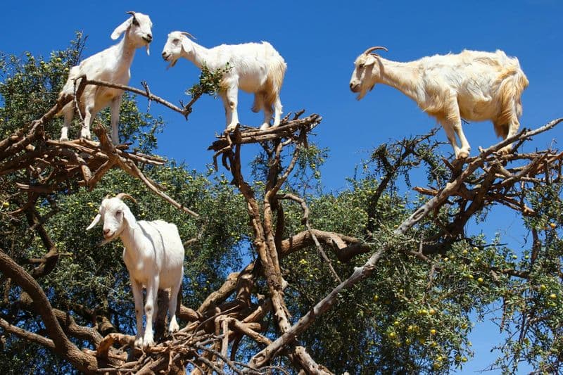 Trip to Spot Tree-Climbing Goats from Agadir