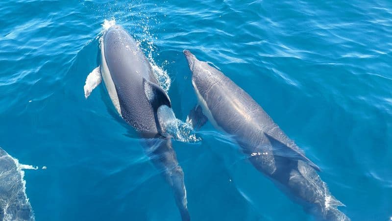Dolphin watching experience and 4x4 tour at Cabo Espichel