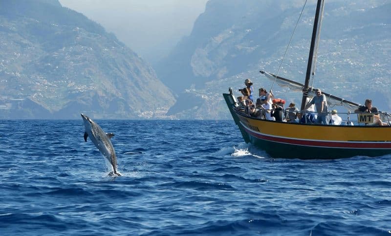 Whale watching tour on a traditional sailboat in Madeira