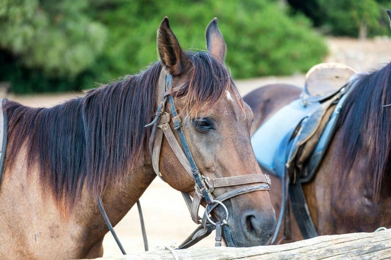 Balade à cheval à l'Aldosa
