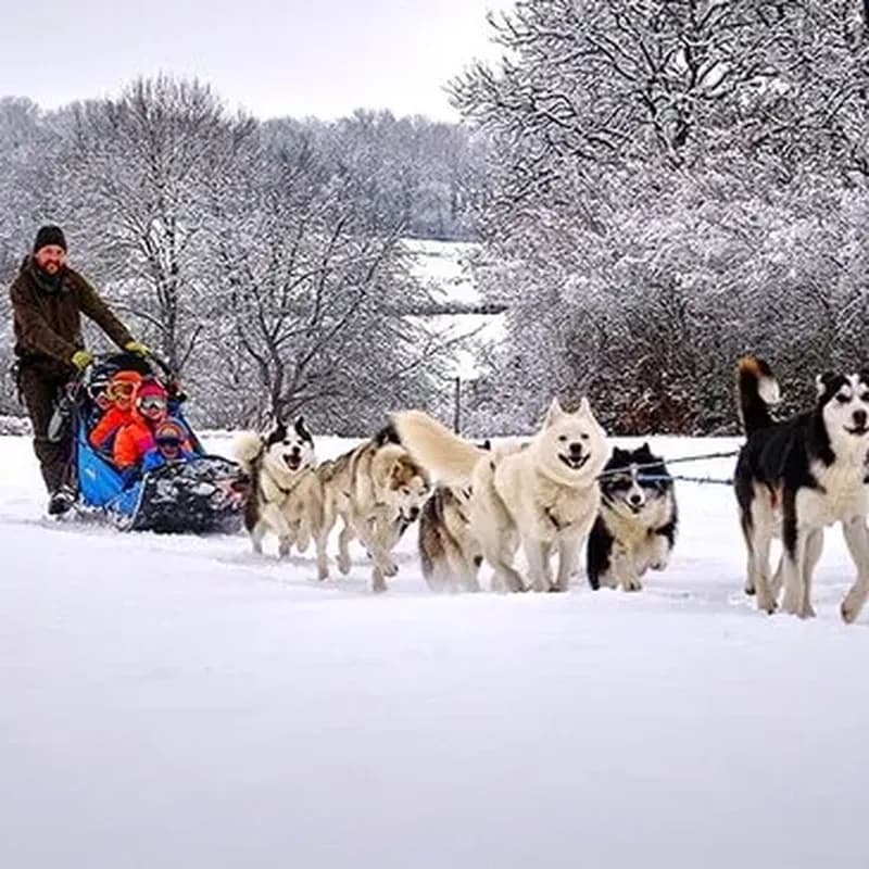 Billet Balade en Chiens de Traîneau près de Clermont-Ferrand
